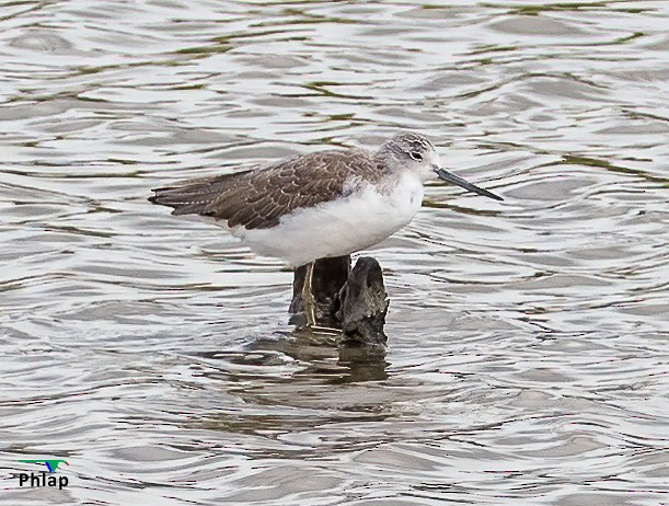 Common Greenshank - ML295303021