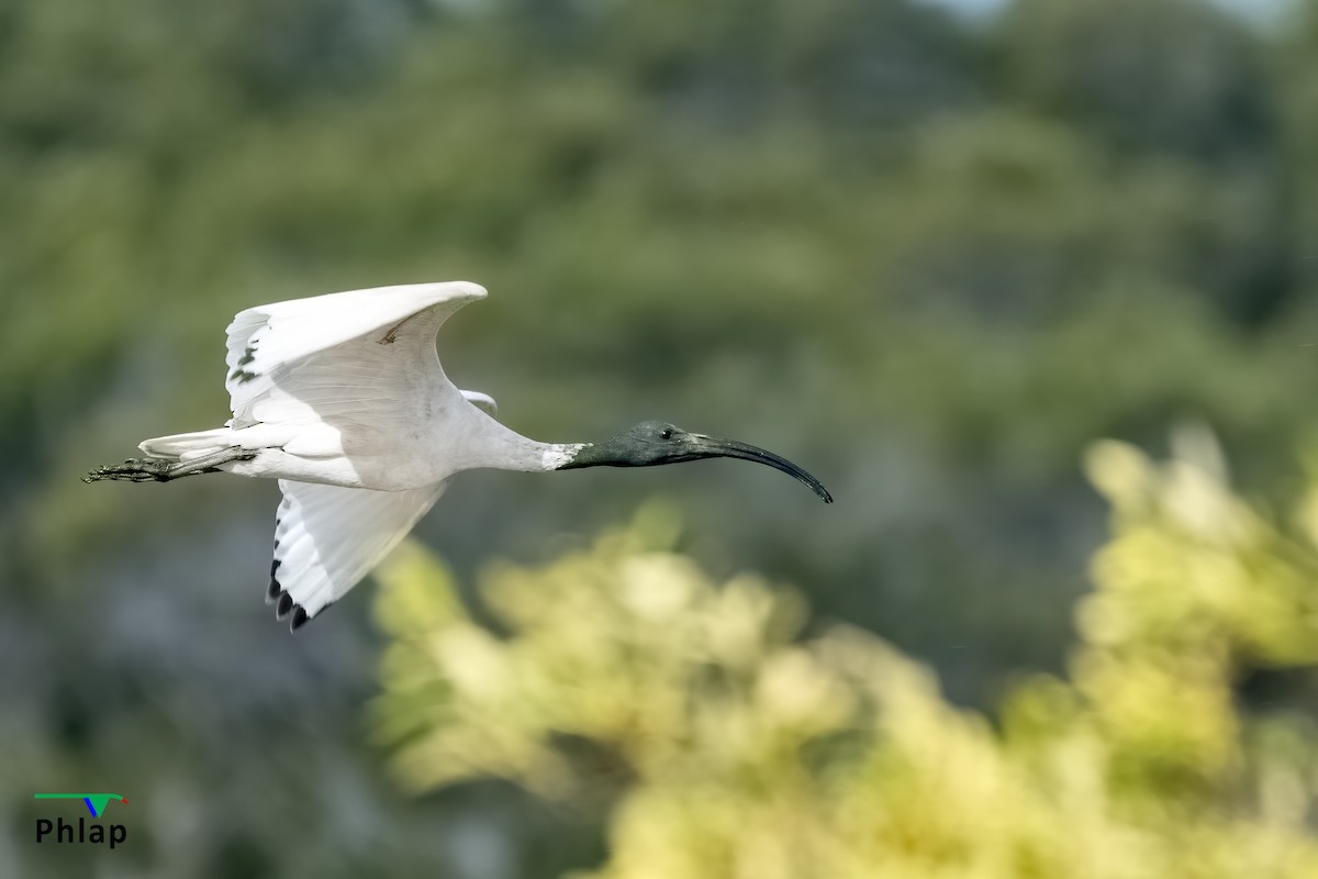 Australian Ibis - ML295303121