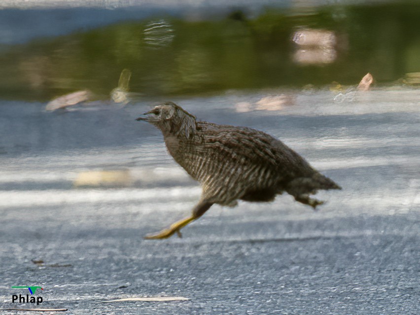 Brown Quail - ML295303241