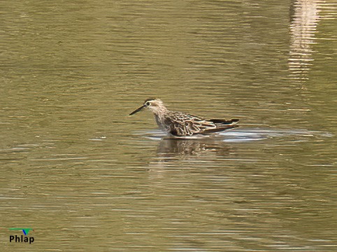 Sharp-tailed Sandpiper - ML295303321