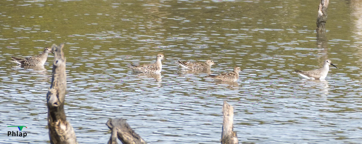 Sharp-tailed Sandpiper - ML295303341