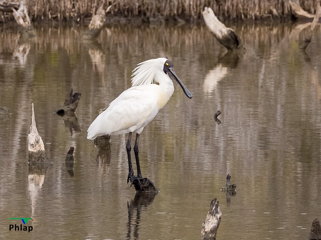 Royal Spoonbill - ML295303481