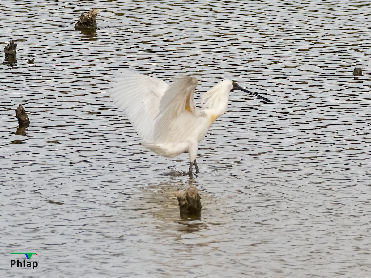 Royal Spoonbill - ML295303531