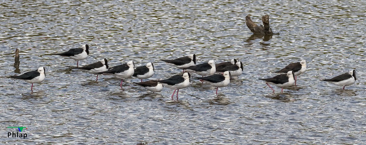 Pied Stilt - ML295303651