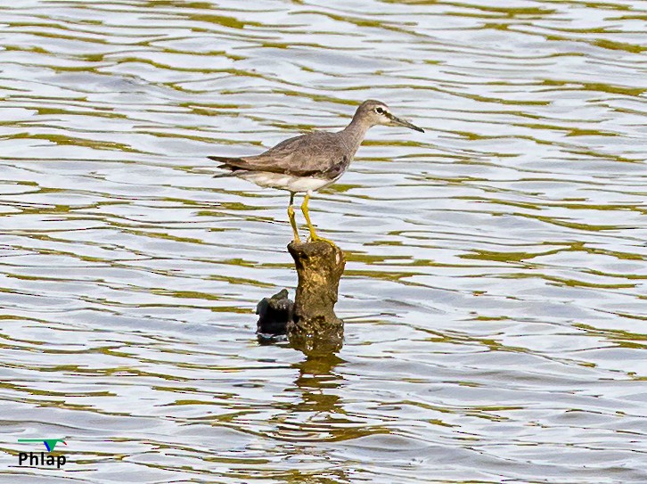 Gray-tailed Tattler - ML295303721