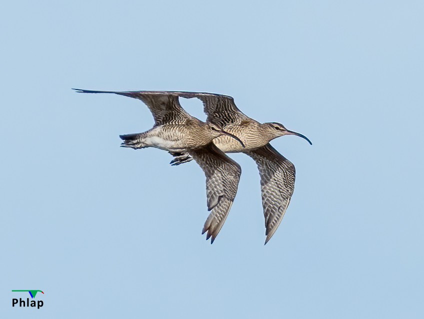 Whimbrel - ML295303791