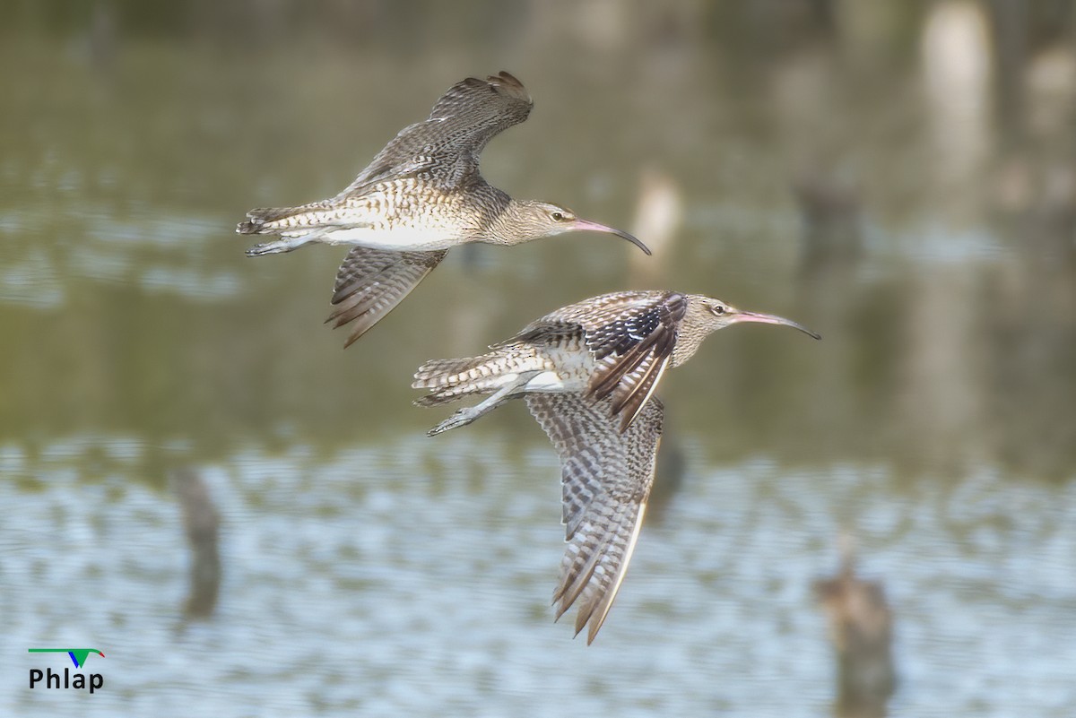 Whimbrel - ML295303811