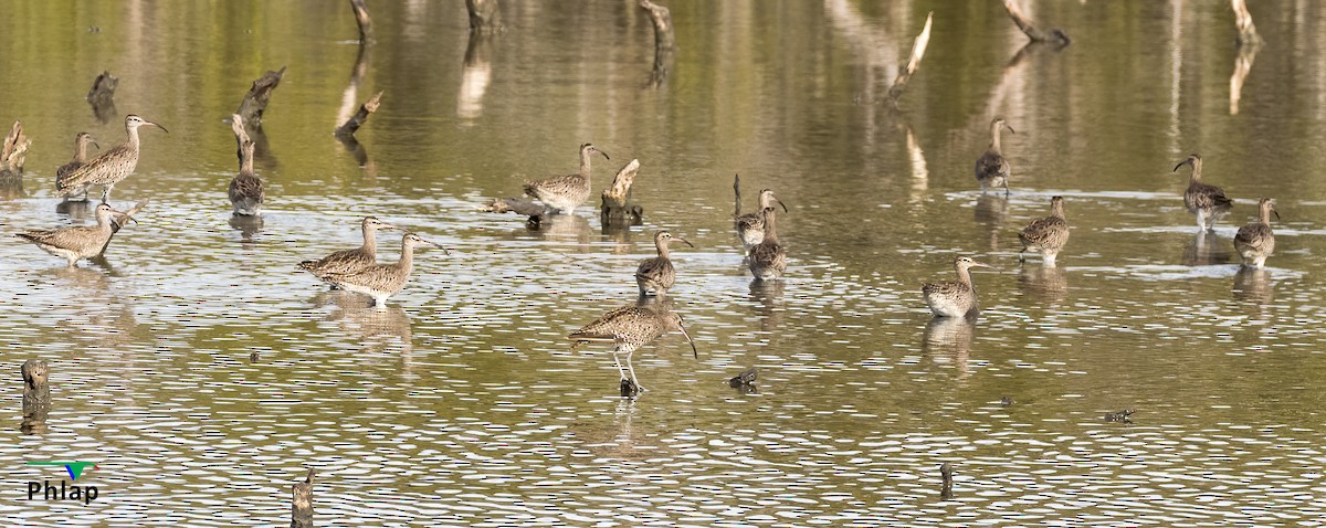 Regenbrachvogel - ML295303831