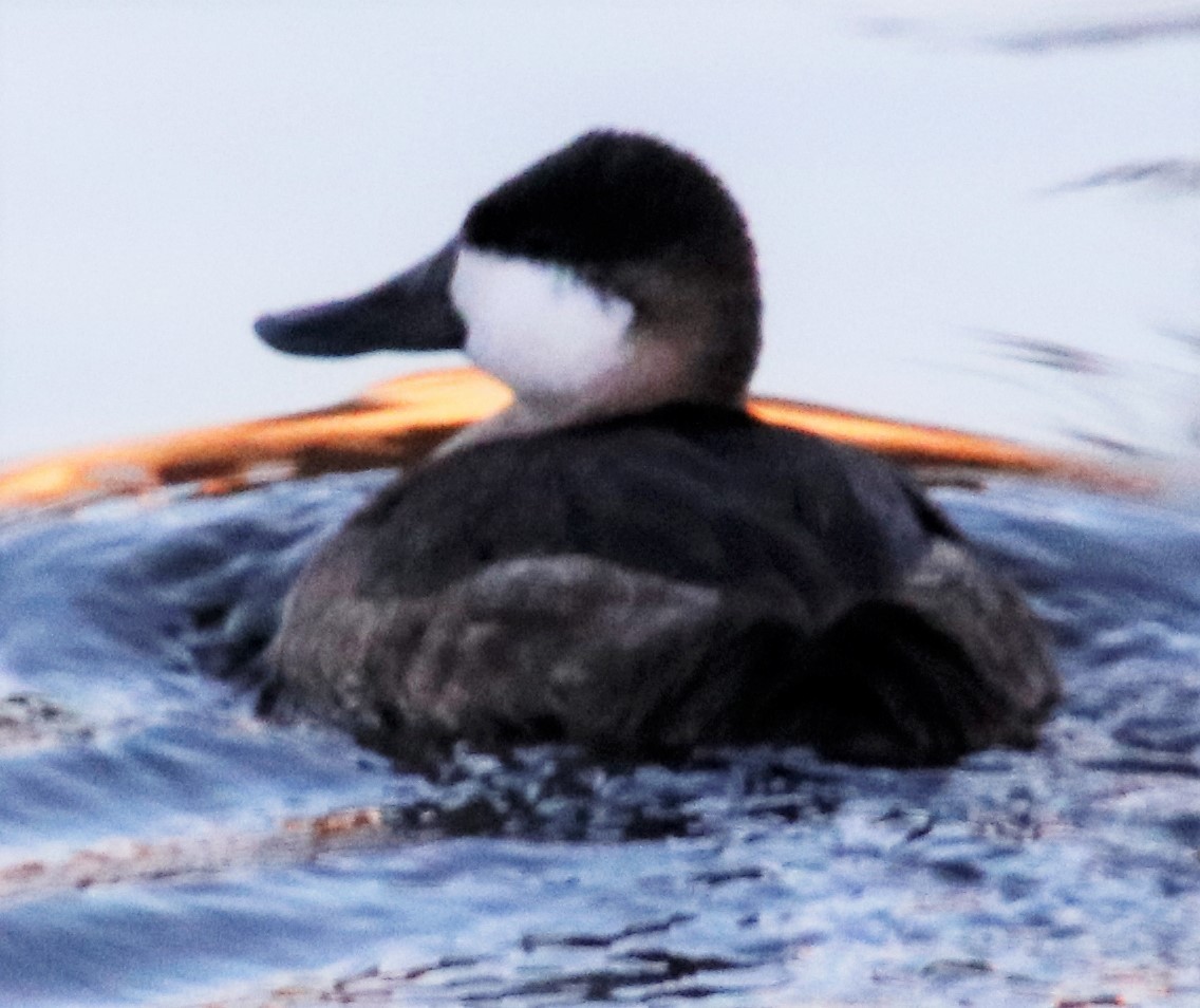 Ruddy Duck - Barry Spolter