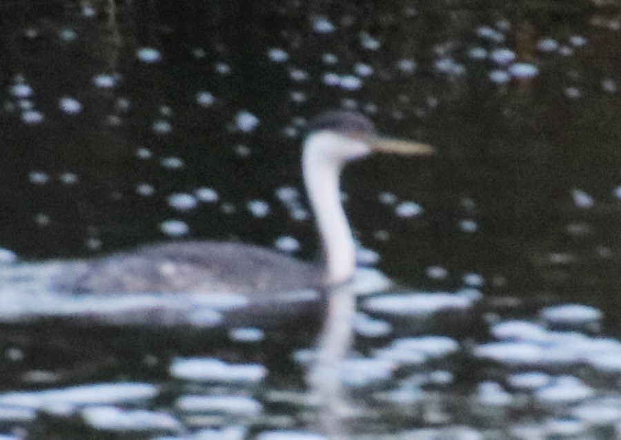 Western Grebe - Barry Spolter