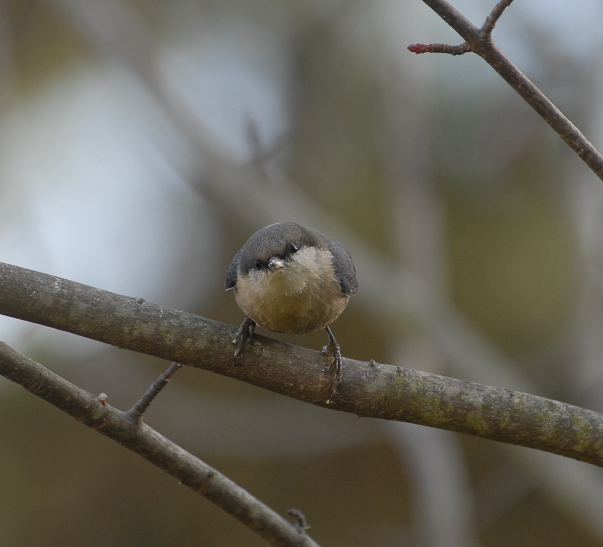 Pygmy Nuthatch - Jaime Chaves