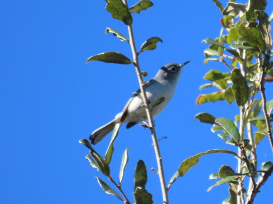 Blue-gray Gnatcatcher - Kisa Weeman