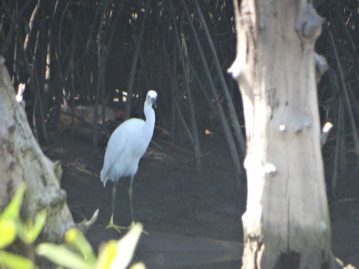 Snowy Egret - ML295308381