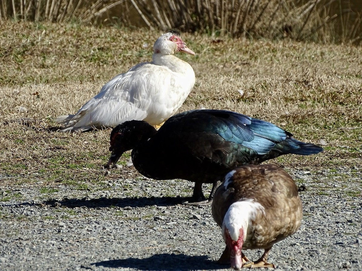 Muscovy Duck (Domestic type) - ML295308421