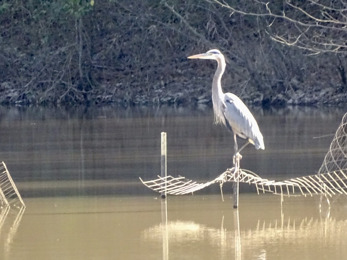 Great Blue Heron - ML295308541