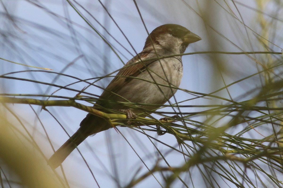 House Sparrow - ML295308551