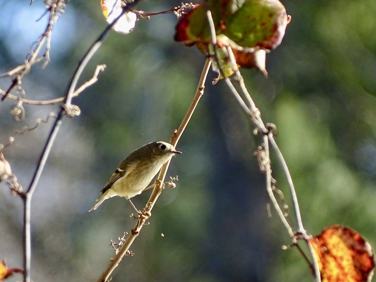 Ruby-crowned Kinglet - ML295308631