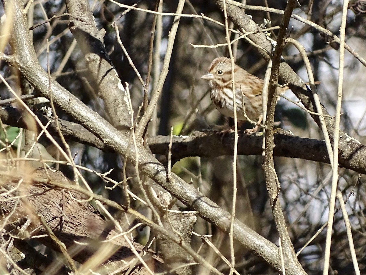 Song Sparrow - ML295308701
