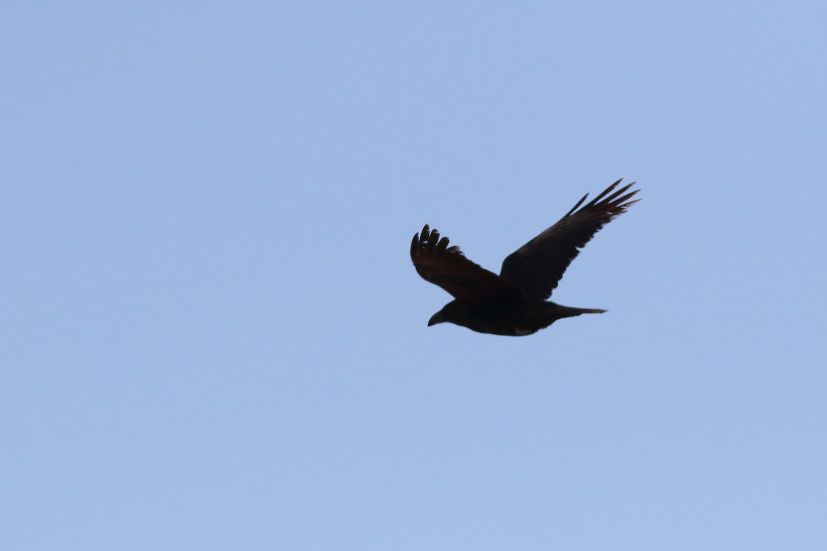 Common Raven - ML295308921