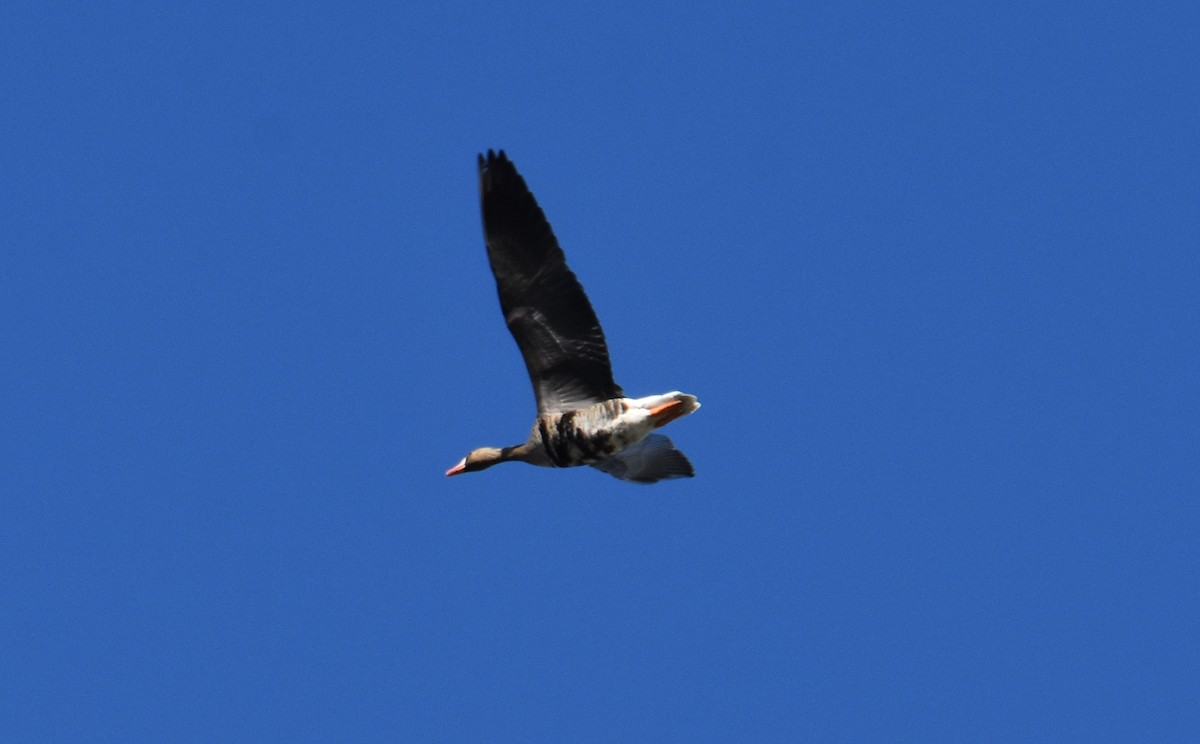 Greater White-fronted Goose - ML295311601
