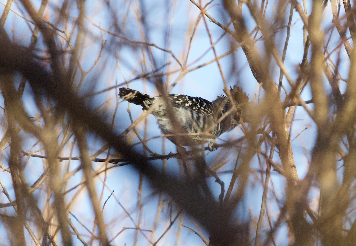 Barred Antshrike (Caatinga) - ML295312141