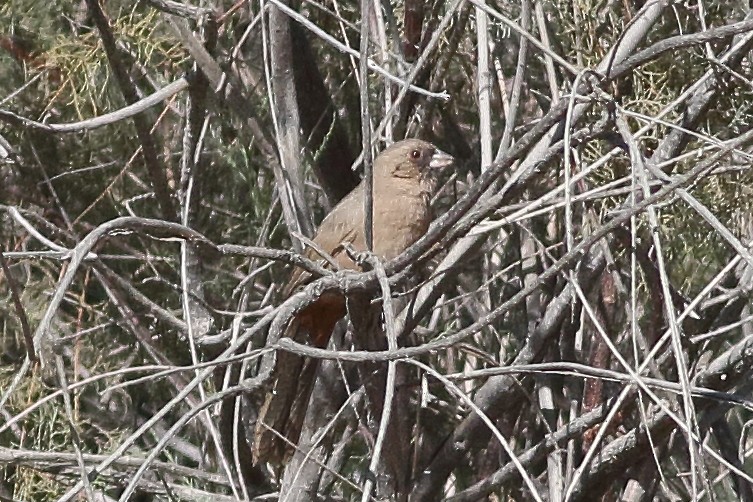 Abert's Towhee - ML295312581