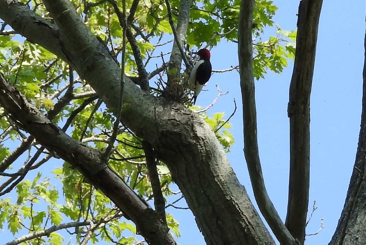 Red-headed Woodpecker - ML29531321