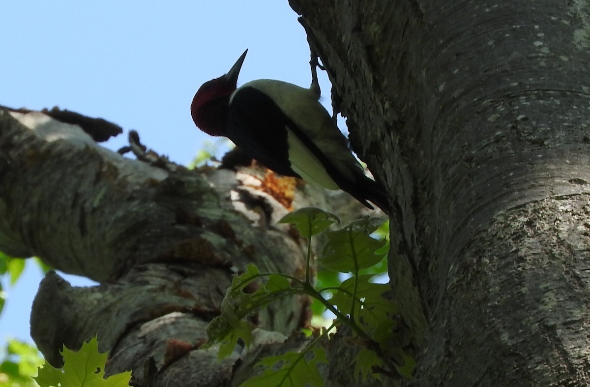 Red-headed Woodpecker - ML29531331