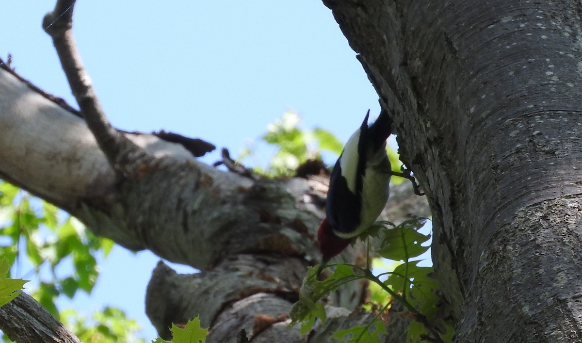 Red-headed Woodpecker - ML29531341
