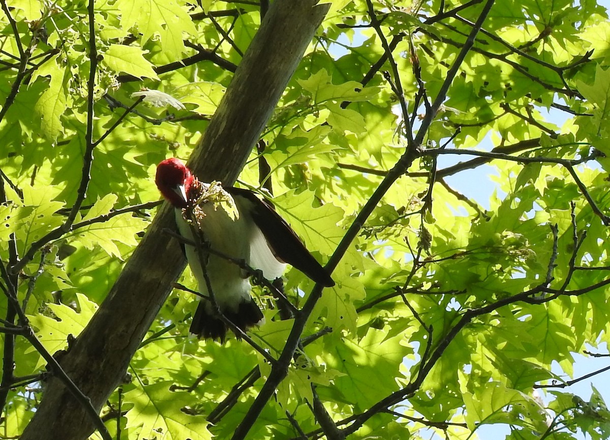 Red-headed Woodpecker - Susan Hedman