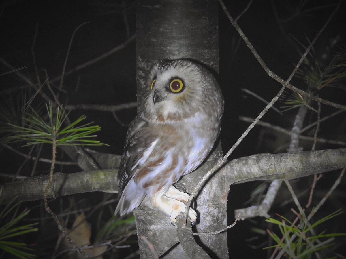 Northern Saw-whet Owl - Cory Elowe