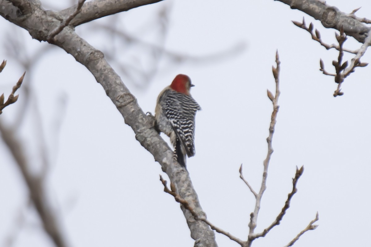 Red-bellied Woodpecker - William Batsford