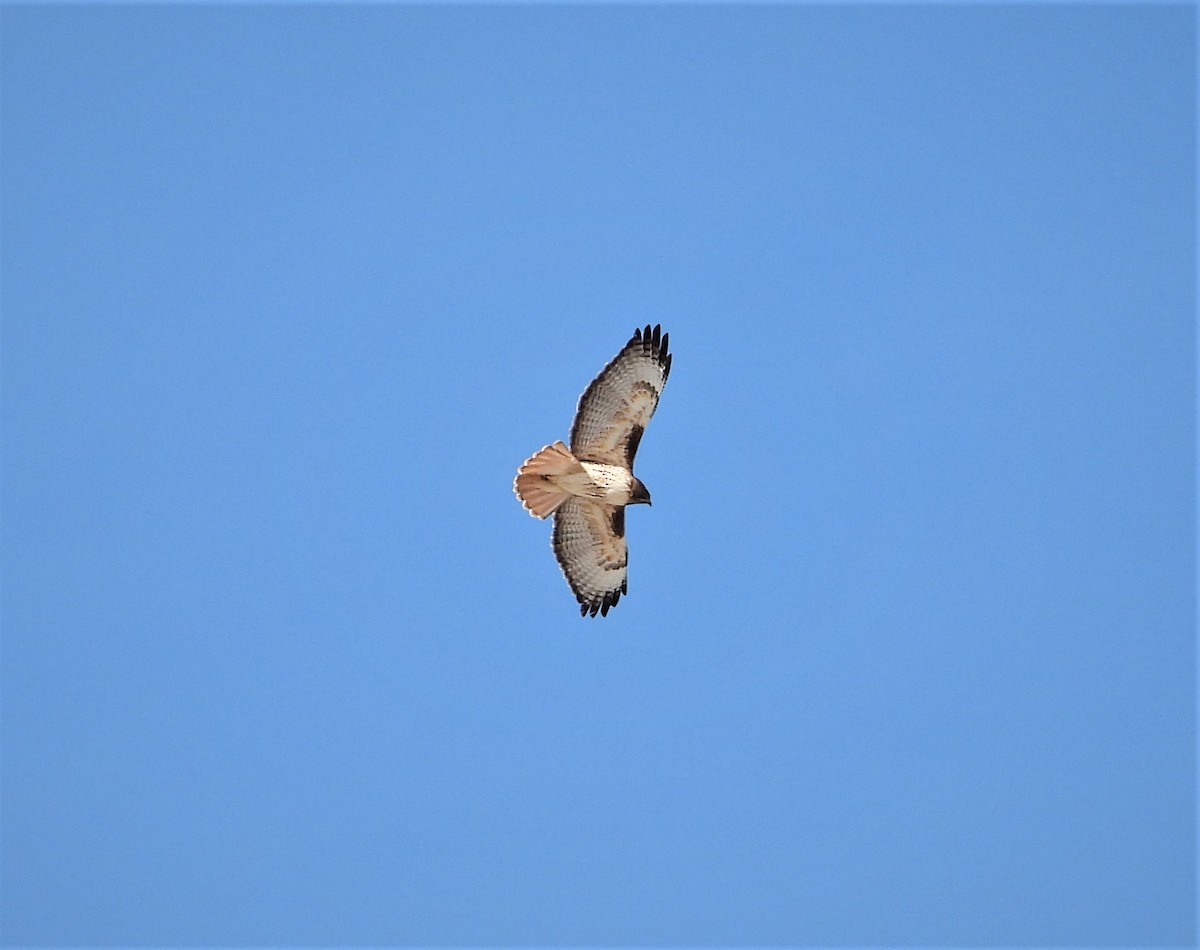 Red-tailed Hawk - ML295314991