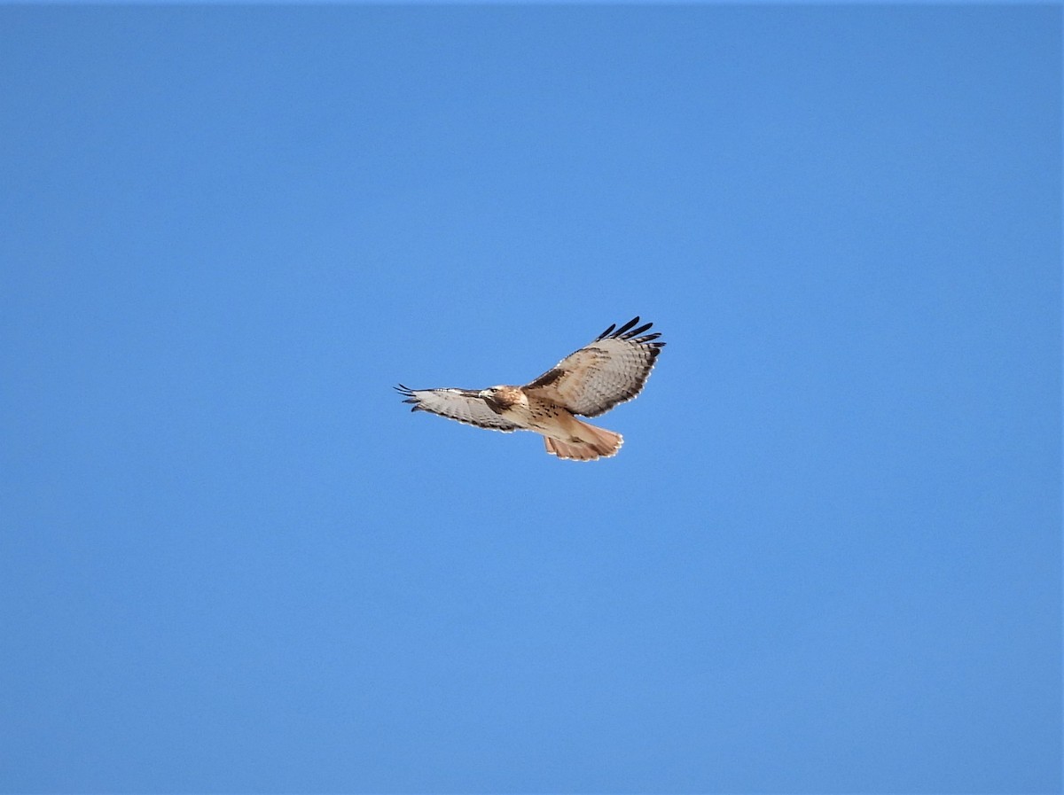 Red-tailed Hawk - ML295315001