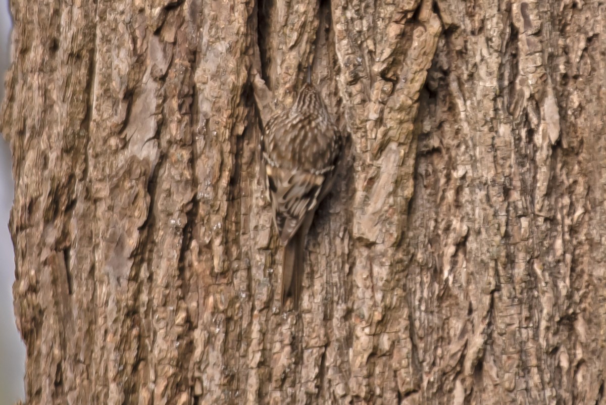 Brown Creeper - ML295315141