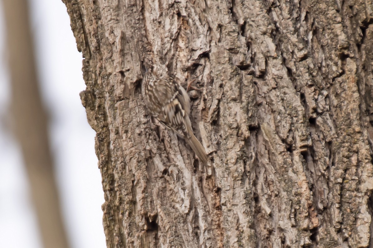 Brown Creeper - William Batsford