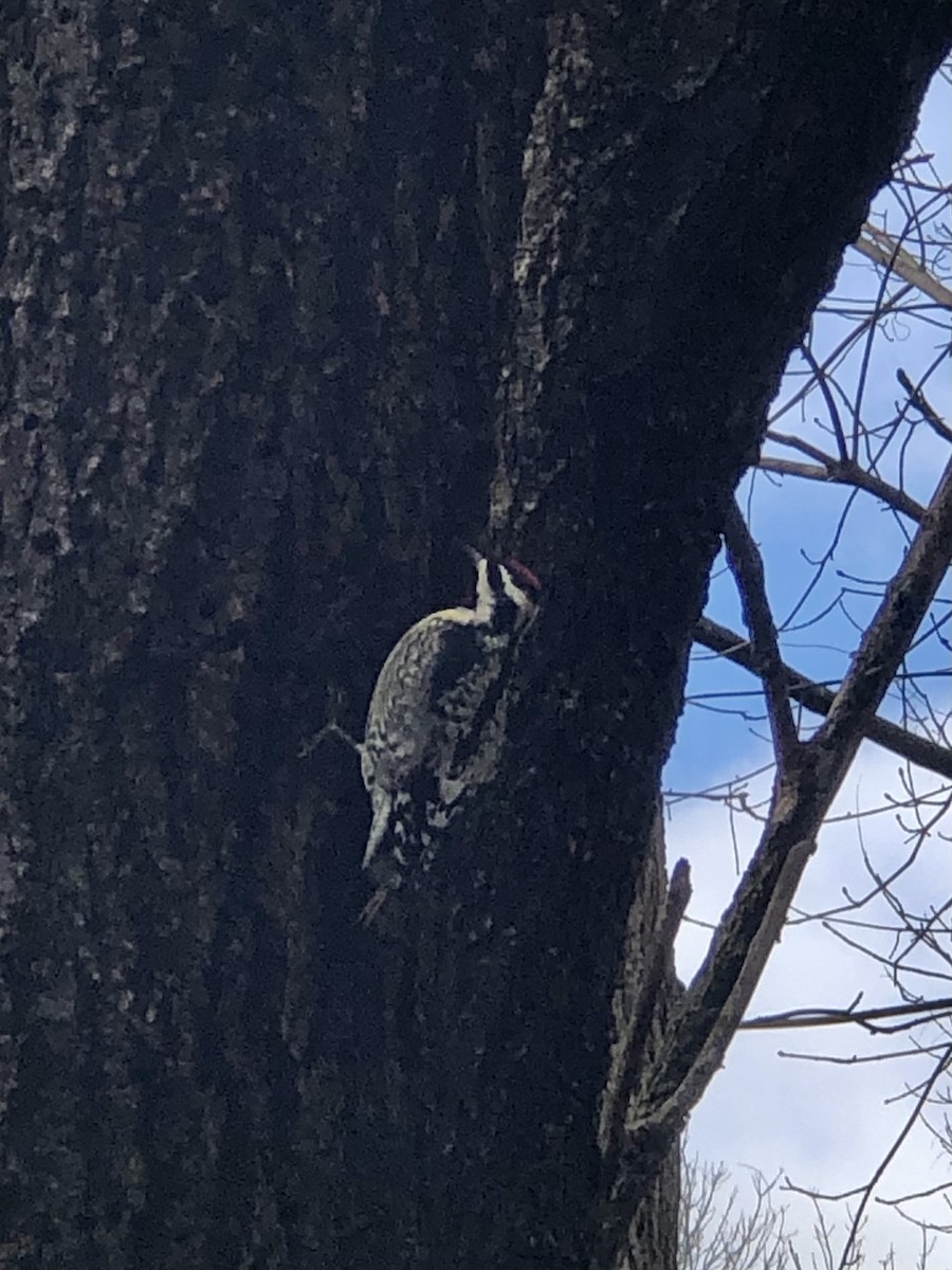 Yellow-bellied Sapsucker - ML295316221