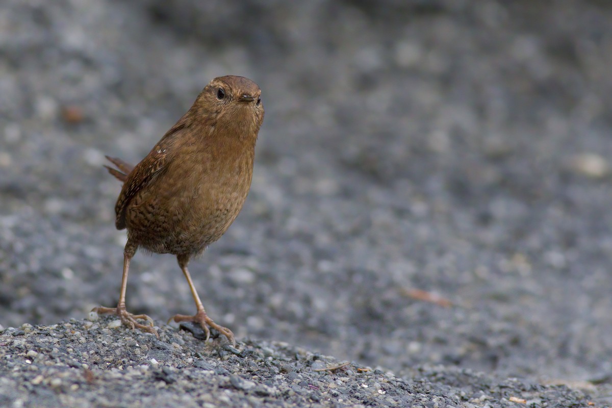 Pacific Wren - ML295316311