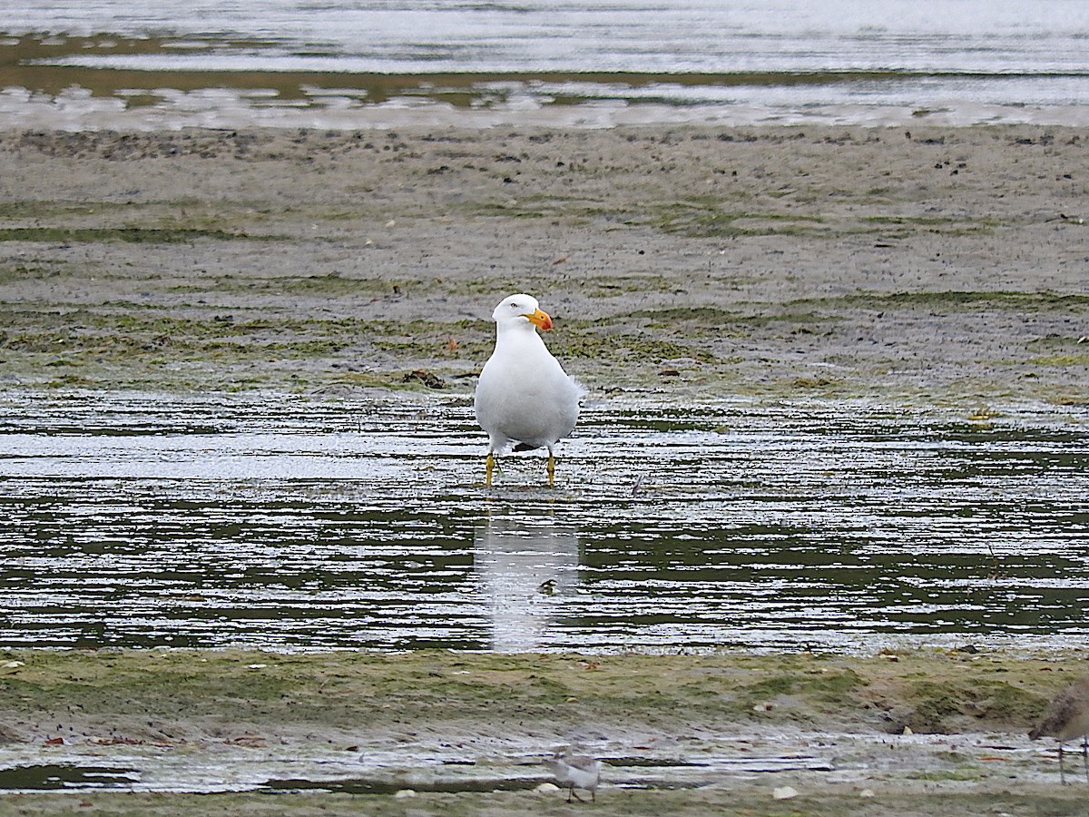 Pacific Gull - ML295320441