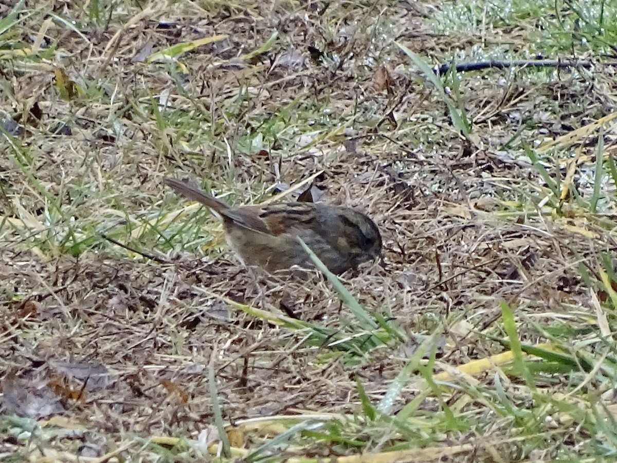 Swamp Sparrow - ML295320781
