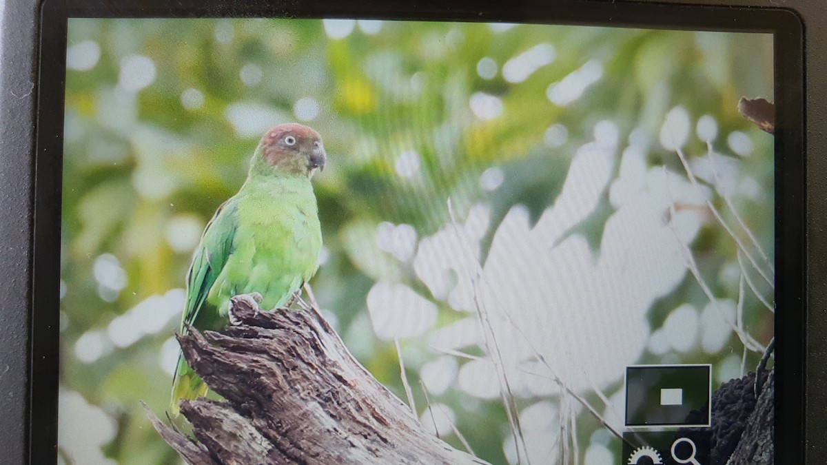 Red-cheeked Parrot - ML295320901