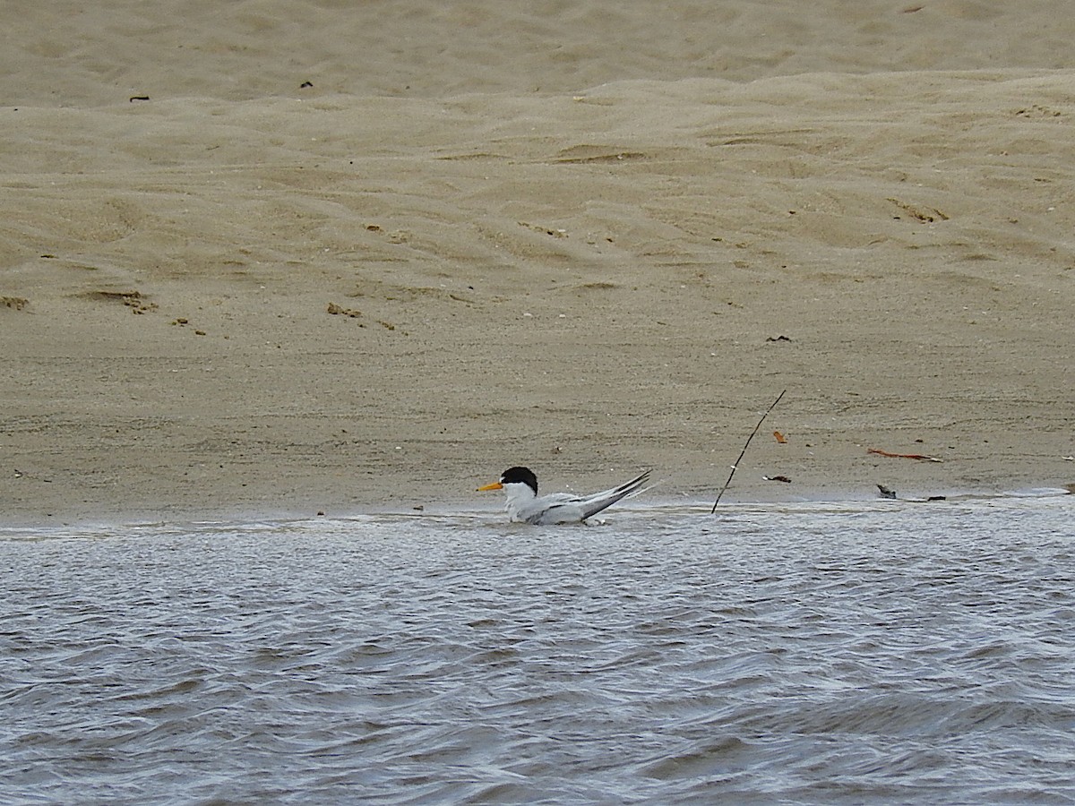 Little Tern - ML295320991