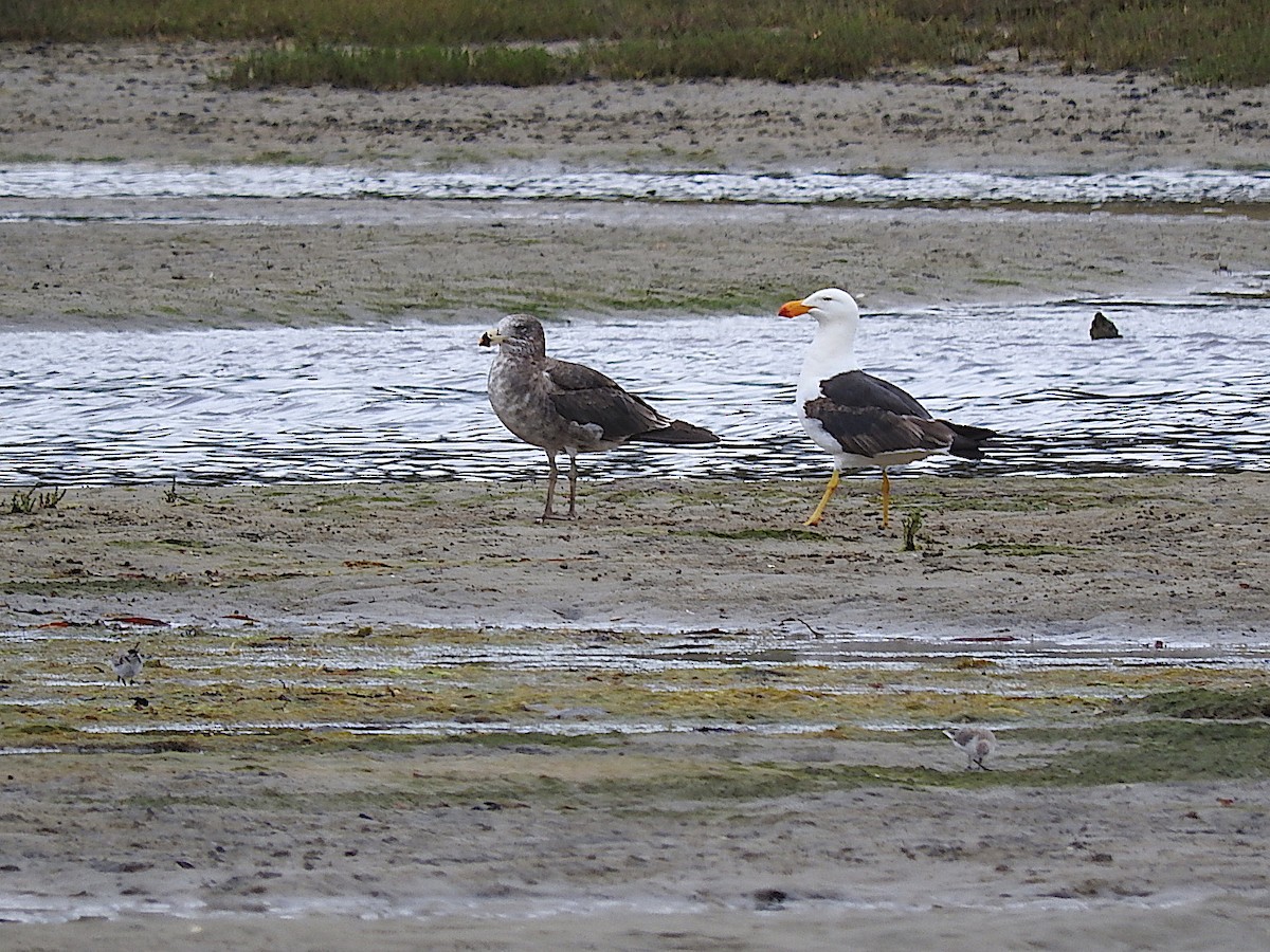 Pacific Gull - ML295321031