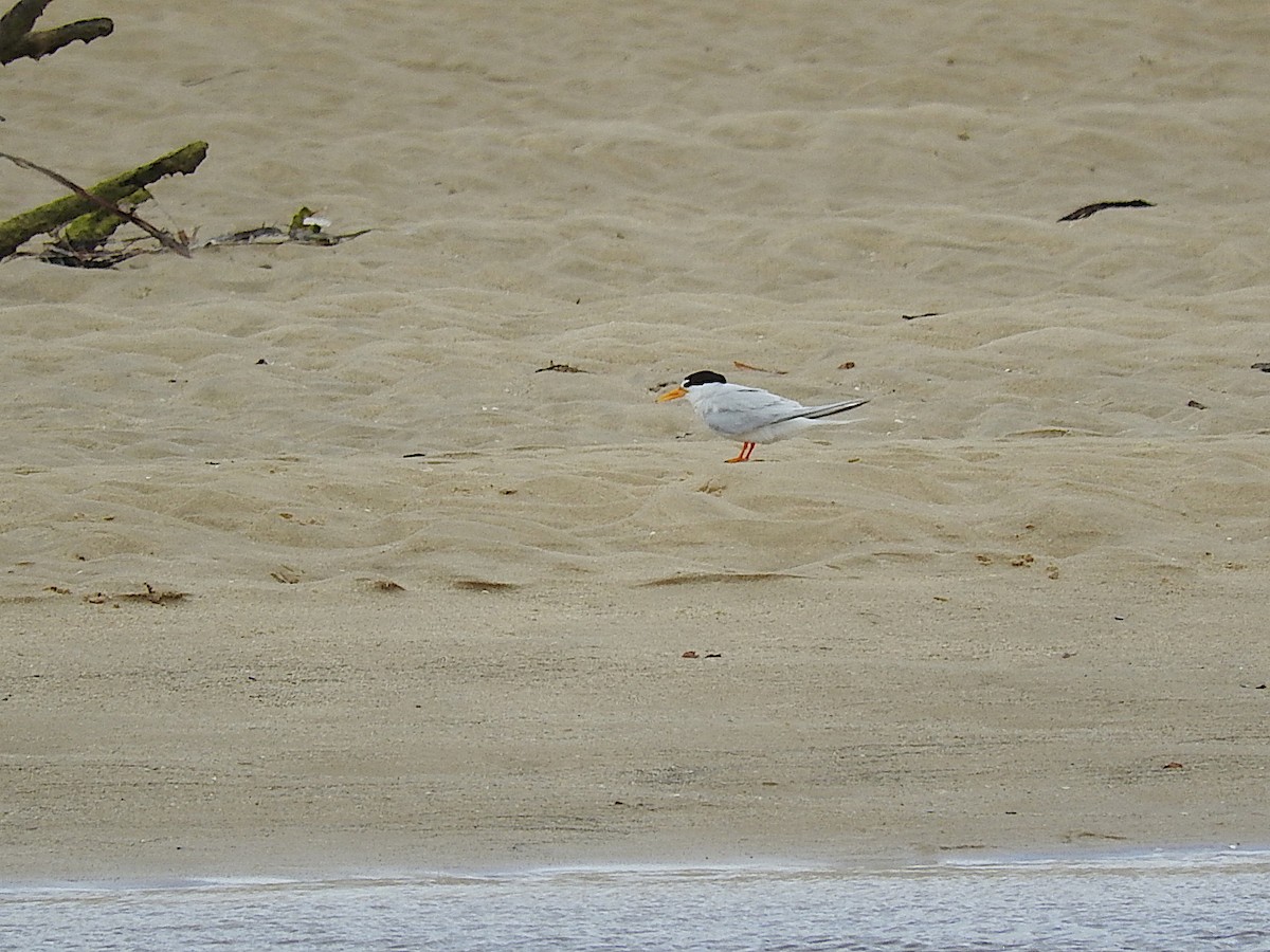 Little Tern - ML295321041