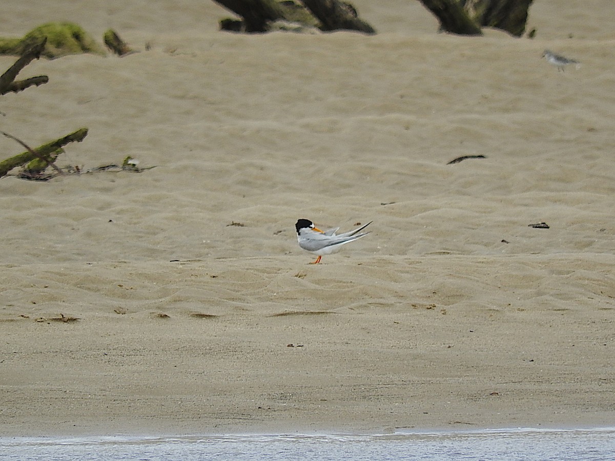 Little Tern - ML295321291