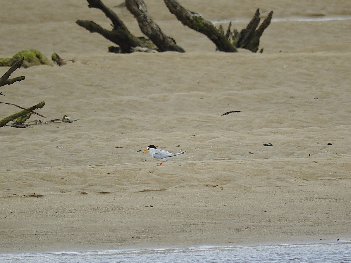 Little Tern - ML295321431