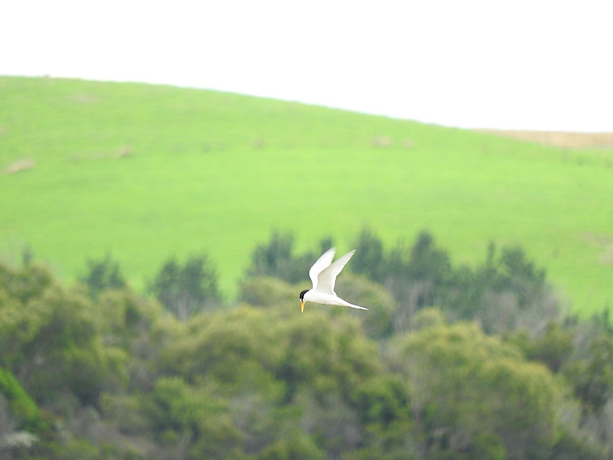 Little Tern - ML295321571