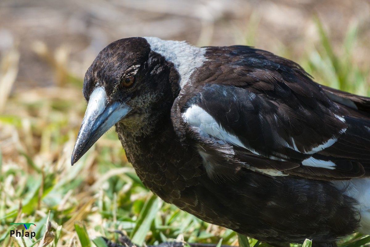 Australian Magpie - ML295323411