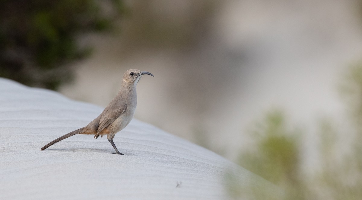 LeConte's Thrasher (Vizcaino) - ML295323501