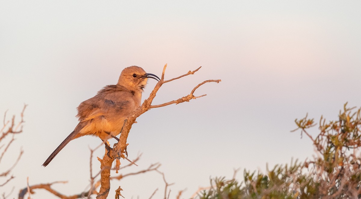 LeConte's Thrasher (Vizcaino) - ML295323631